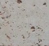 Travertine limestone or marble